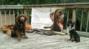 The Diligent Dog