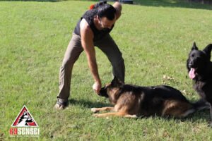 K9 Sensei Dog Training & Boarding