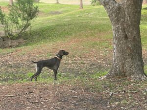 Horizon Kennels