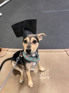 DePaw Dog Sports and Training Academy