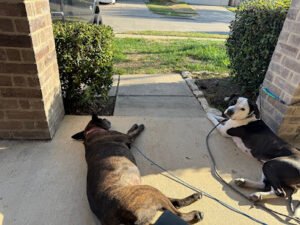 Night and Day K9 Training