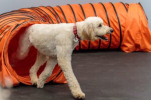 Zoom Room Dog Training