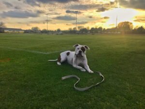 Tame Dog Training & Boarding