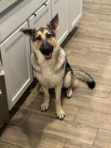 Jungle Camp Pet Resort & Barking Lot Training