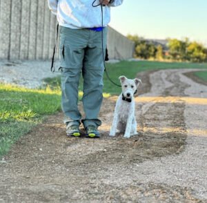 All Dogs Training Co.