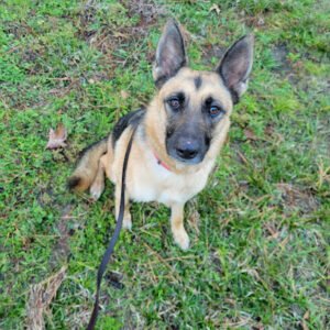 K-9 Manners of Texas