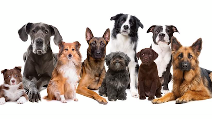 Dog Training Institute