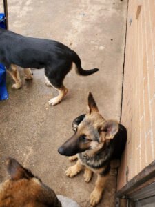 Dog Training Club of Dallas County