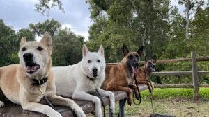 Rise & Shine K9