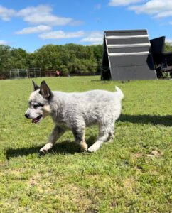 Emberwick Professional Dog Training