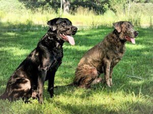 Pecan Hill Kennel