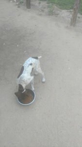 Uodibar Kennels