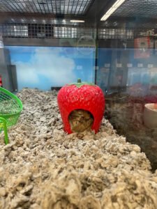 Petco Dog Training