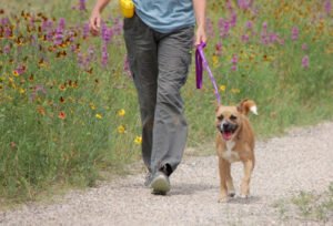 EENT Dog Training