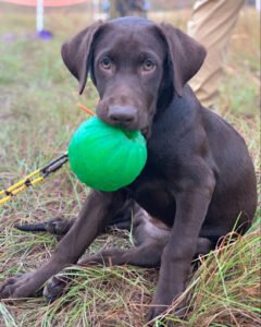 Best Retrievers