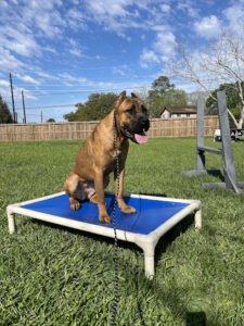 Unstoppable K9s