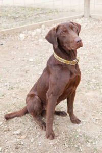 Amwell Hunting Dogs