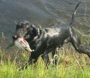 Southern Made Retrievers