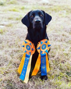 Kounty Line kennel