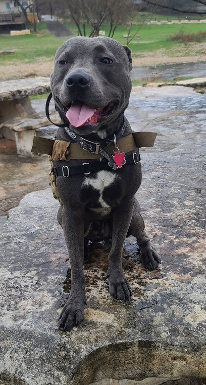 Service & Therapy Canine Institute