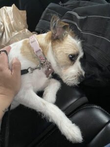 PetSmart Dog Training