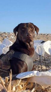 Titans Place Retrievers