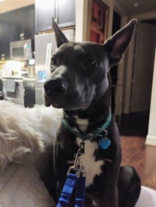 Staley’s Dog House & K9 Academy