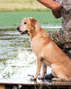 Marsh Dog Kennels
