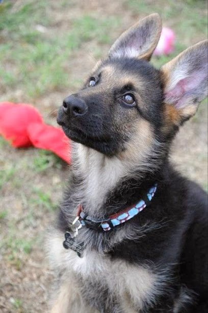 Loyal K-9 Training
