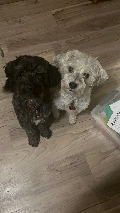 Southpaw Canine Training