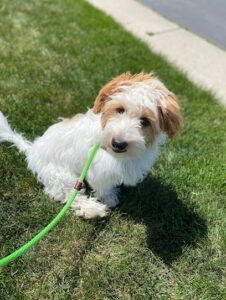 Cornerstone Dog Training