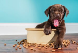 Happy Healthy Dog Training
