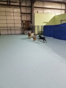 Kudos 2 Canines