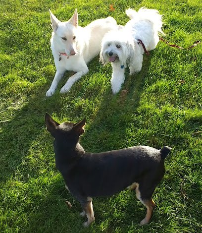 playful pup dog training