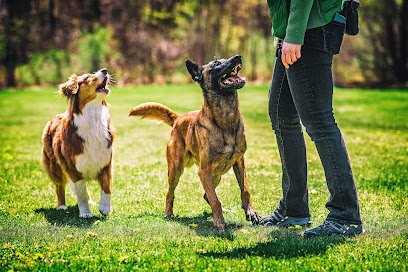 Maven Dog Training