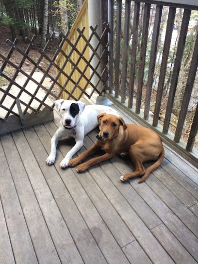 Cervantes Dog Training and Rehabilitation