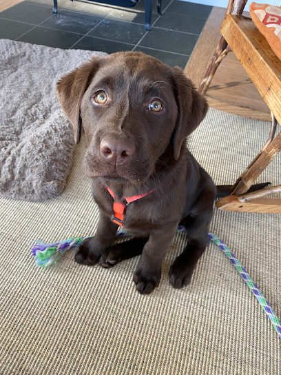 Janice Z Dog Training
