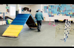 Hand-In-Paw Training & Boarding