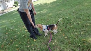 FurEver Family, LLC
