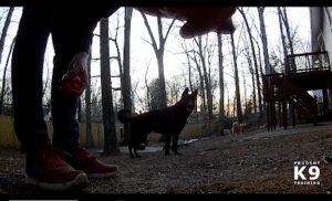 Prudent K9 Training