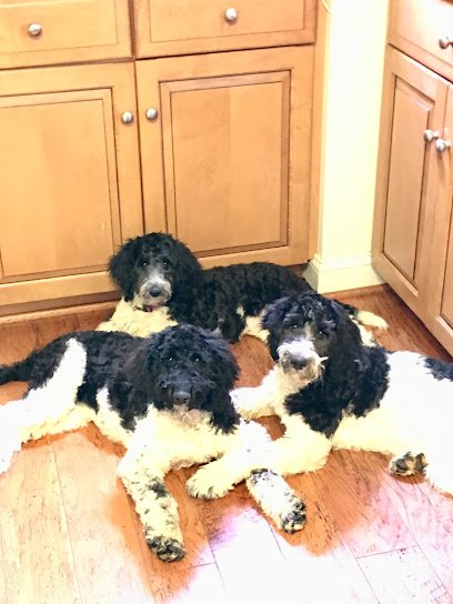 Focused Choice Dog Training, LLC