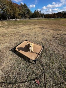 Lucid K9 Training LLC