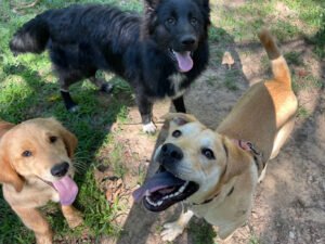 Adventure Bound Canines