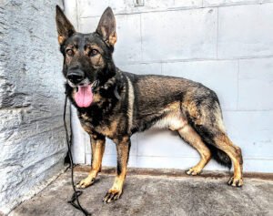 Enlightened K9 Perspective