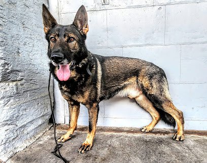 Enlightened K9 Perspective