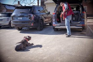 Misfits dog training