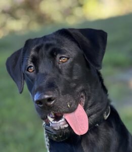 Hunter Mill Retrievers, LLC