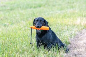 Beer Dog Retrievers