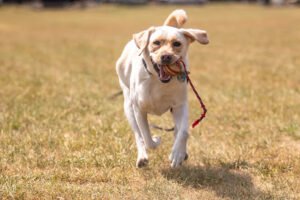 Off Leash K9 Training of Blacksburg