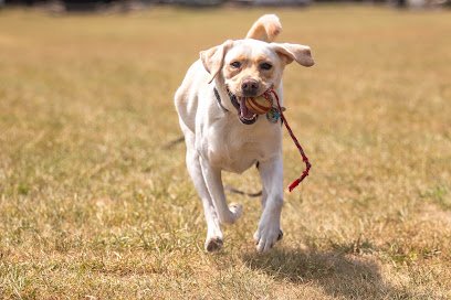 Off Leash K9 Training of Blacksburg